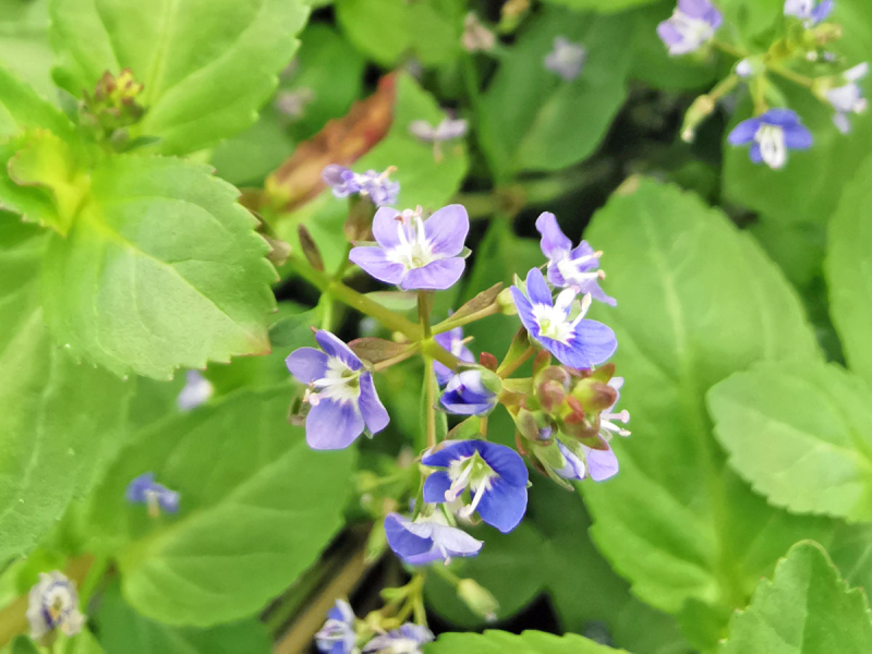 Bachbunge - Veronica beccabunga